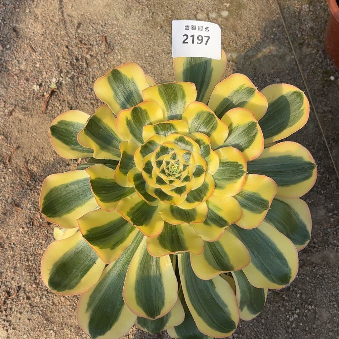 多肉法师王菲君美丽2197