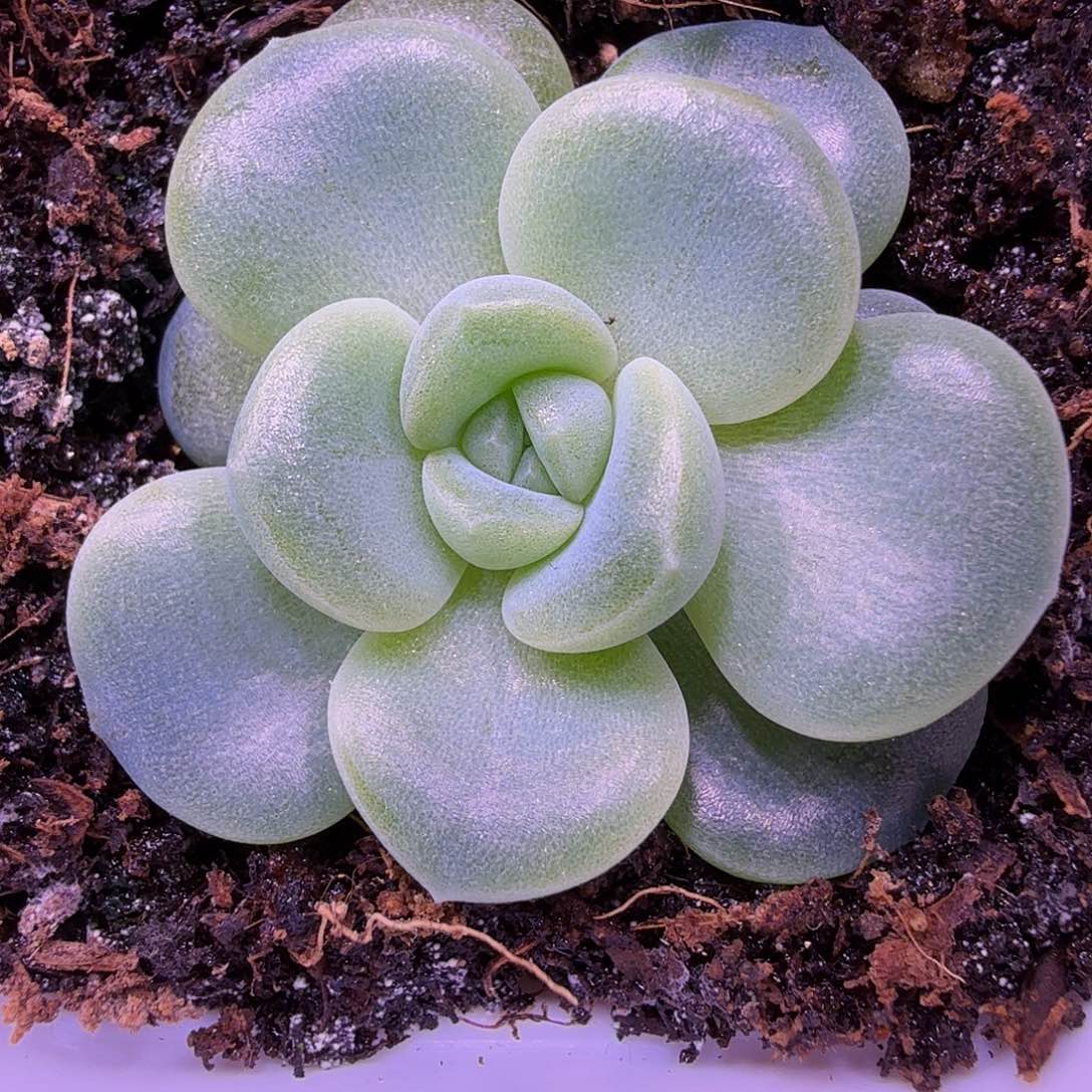 甜言财富密码叶插苗一物一拍