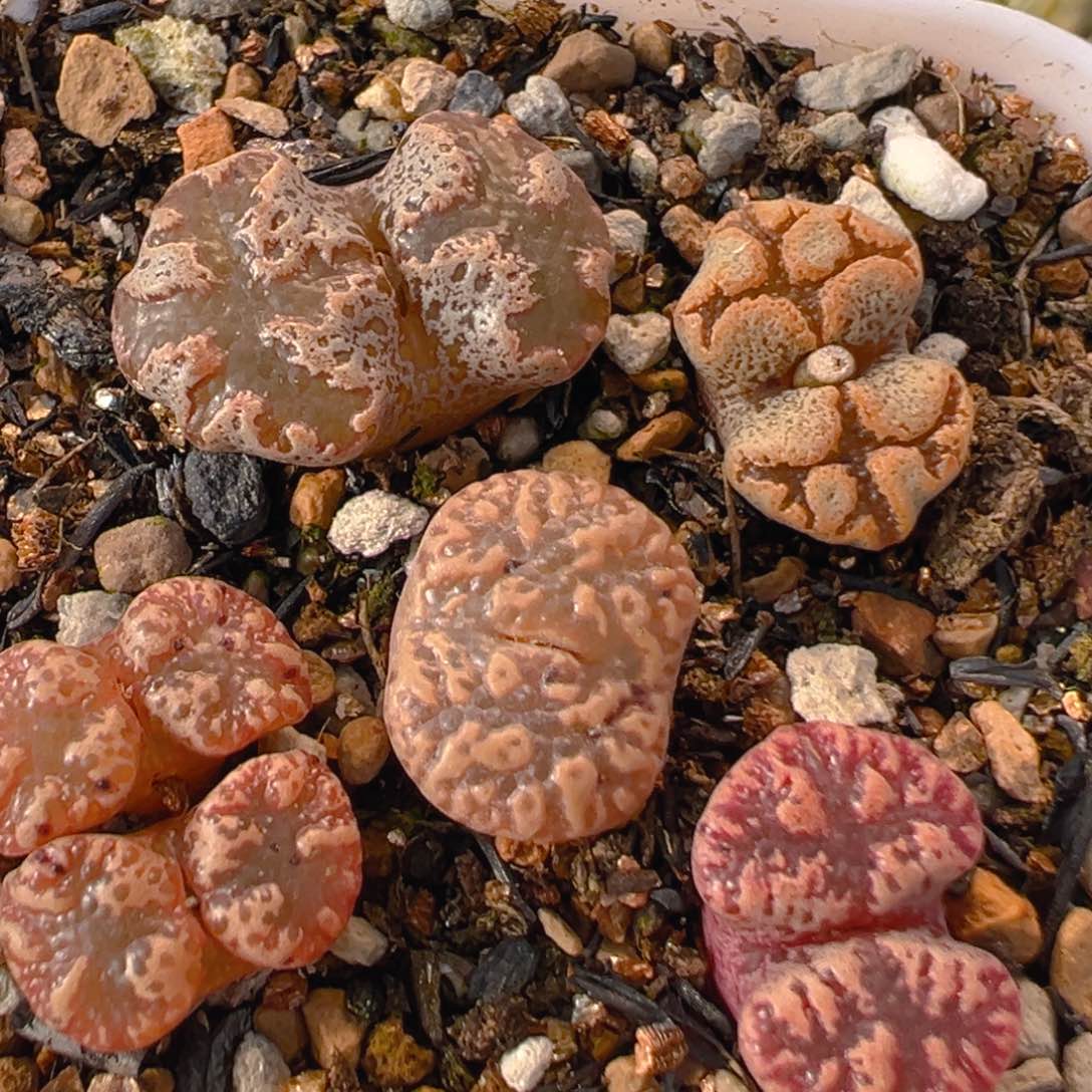 22多肉植物百科知识