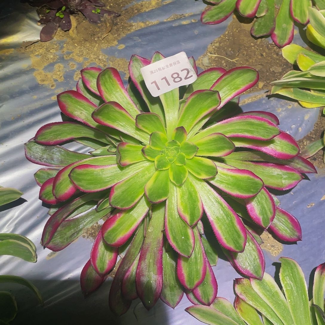 1182琉璃女神多肉植物