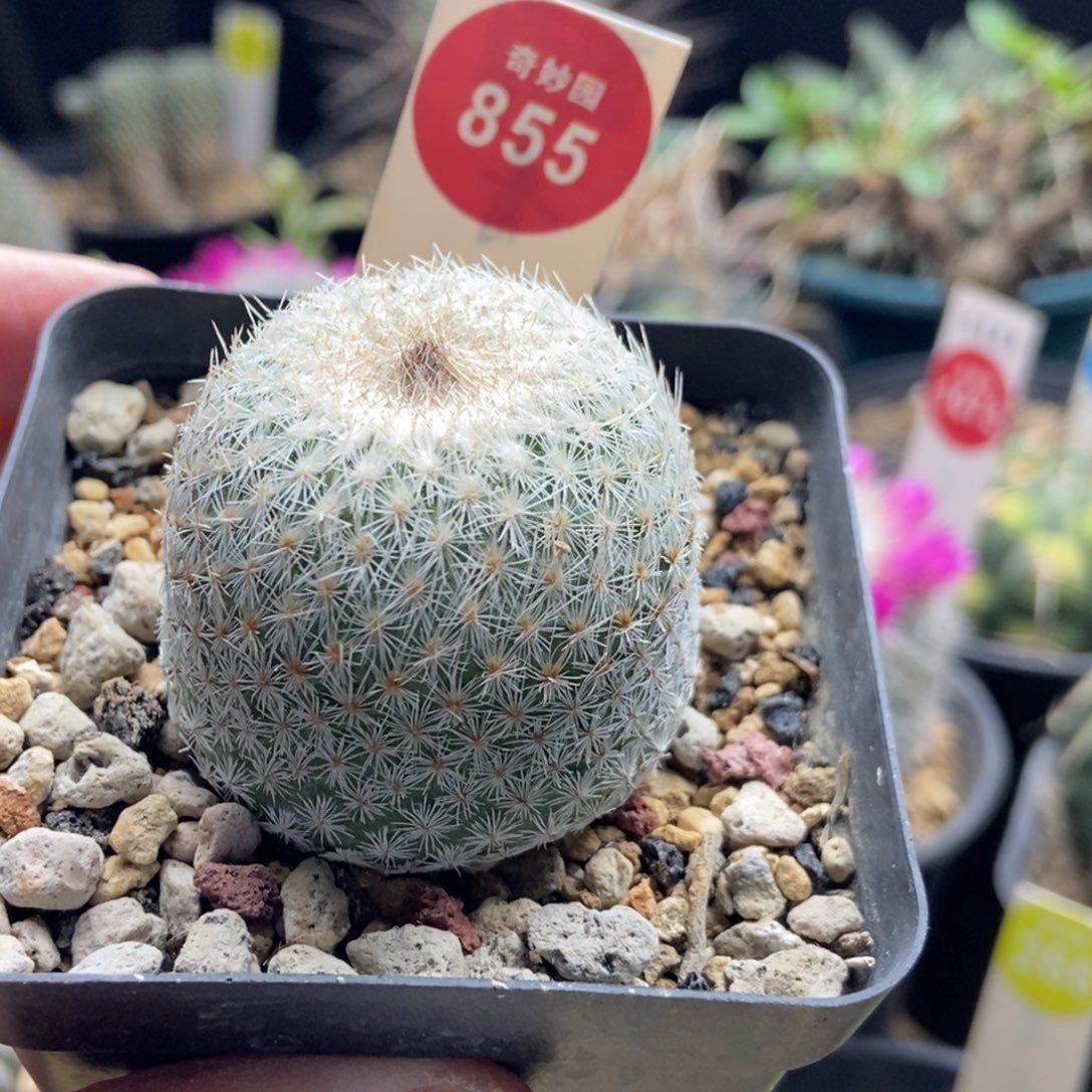 实生月世界4cm一棵仙人球