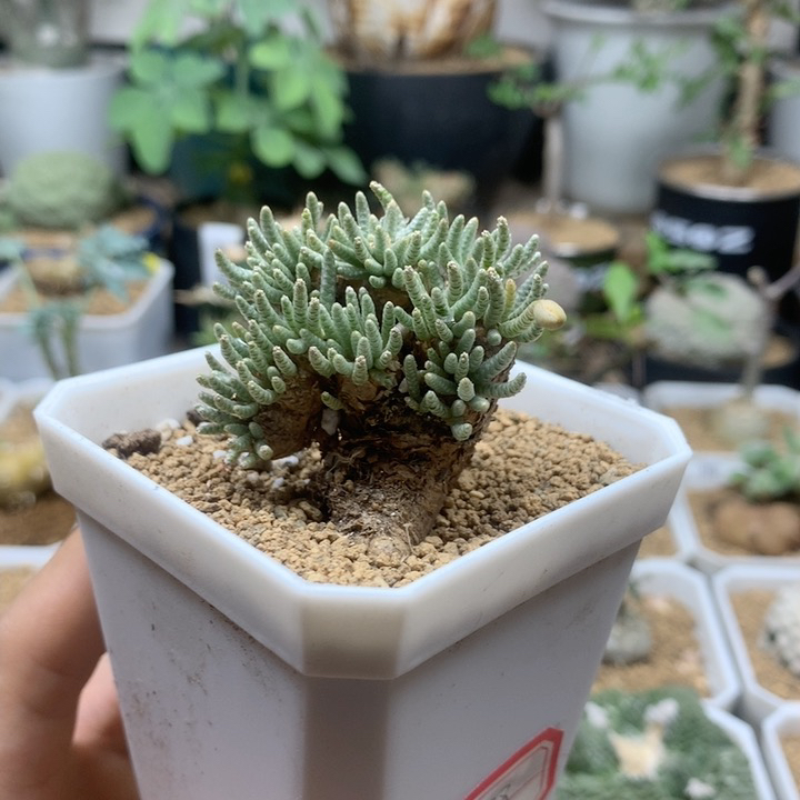 白花韧锦脱土福利3.9cm
