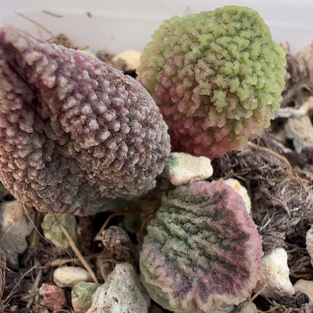 冰球实生新品大苗