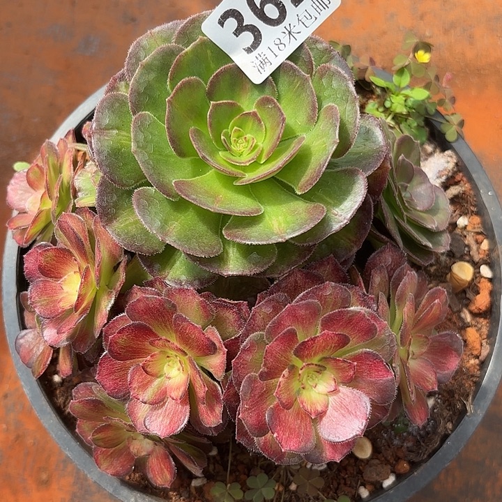  362海王七彩诺米多肉法师锦不包侧枝断枝