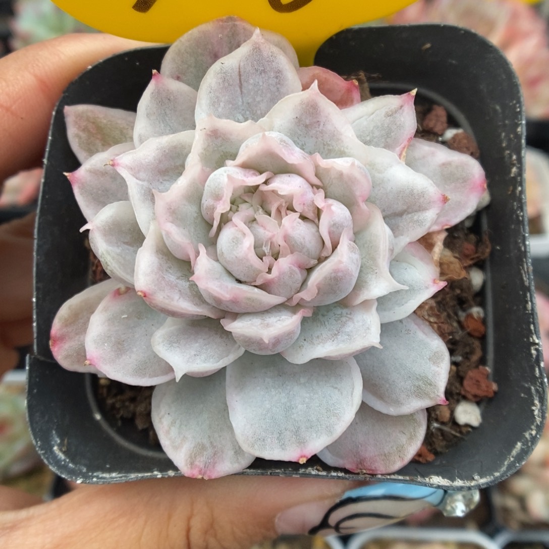 白蝴蝶锦可拍308号