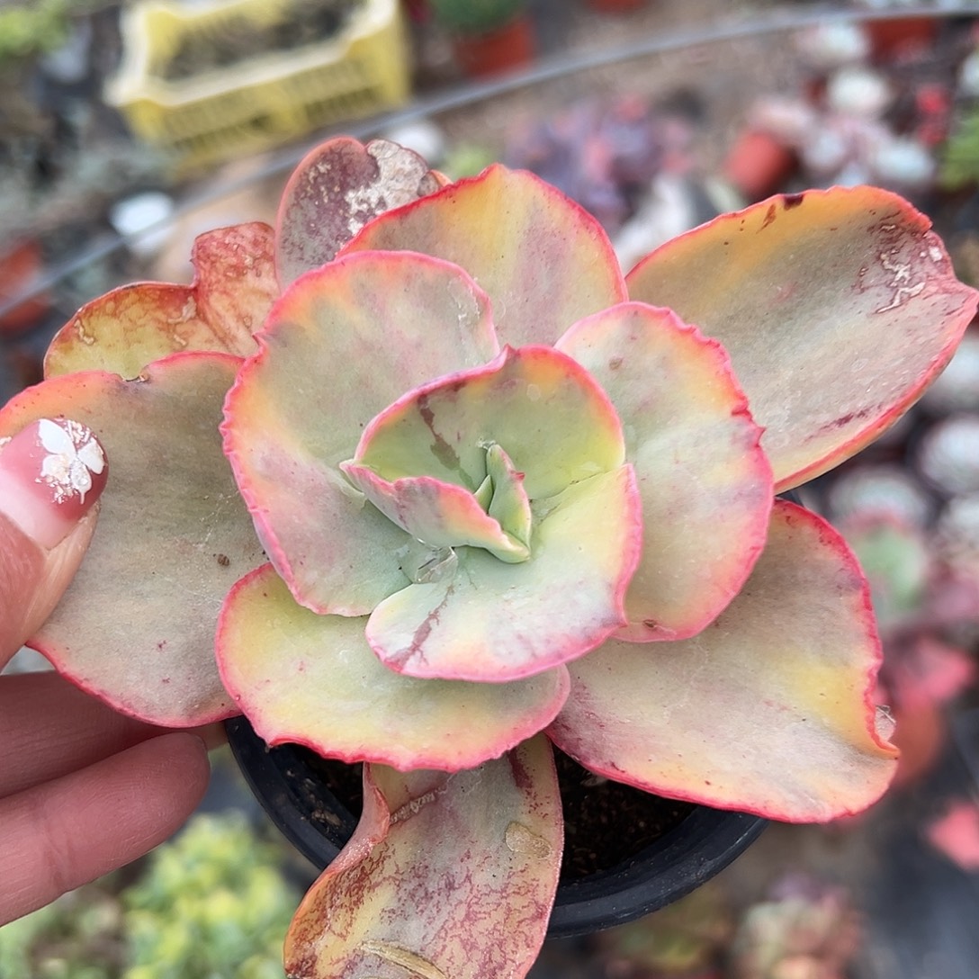 多肉植物大叶秀妍锦