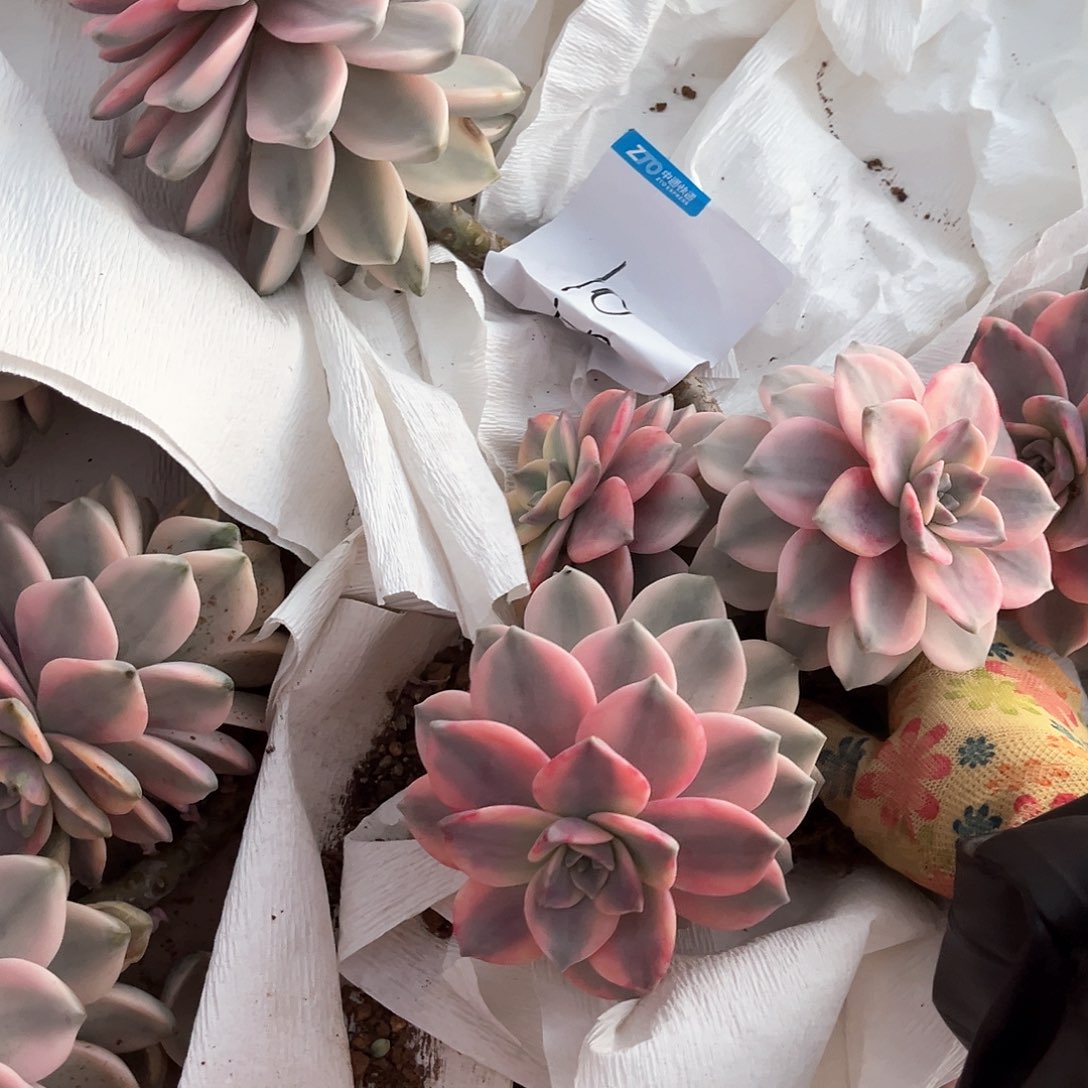 梦**花多肉植物紫乐景10