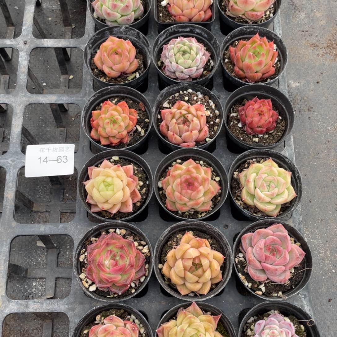 一物一拍18棵14-63