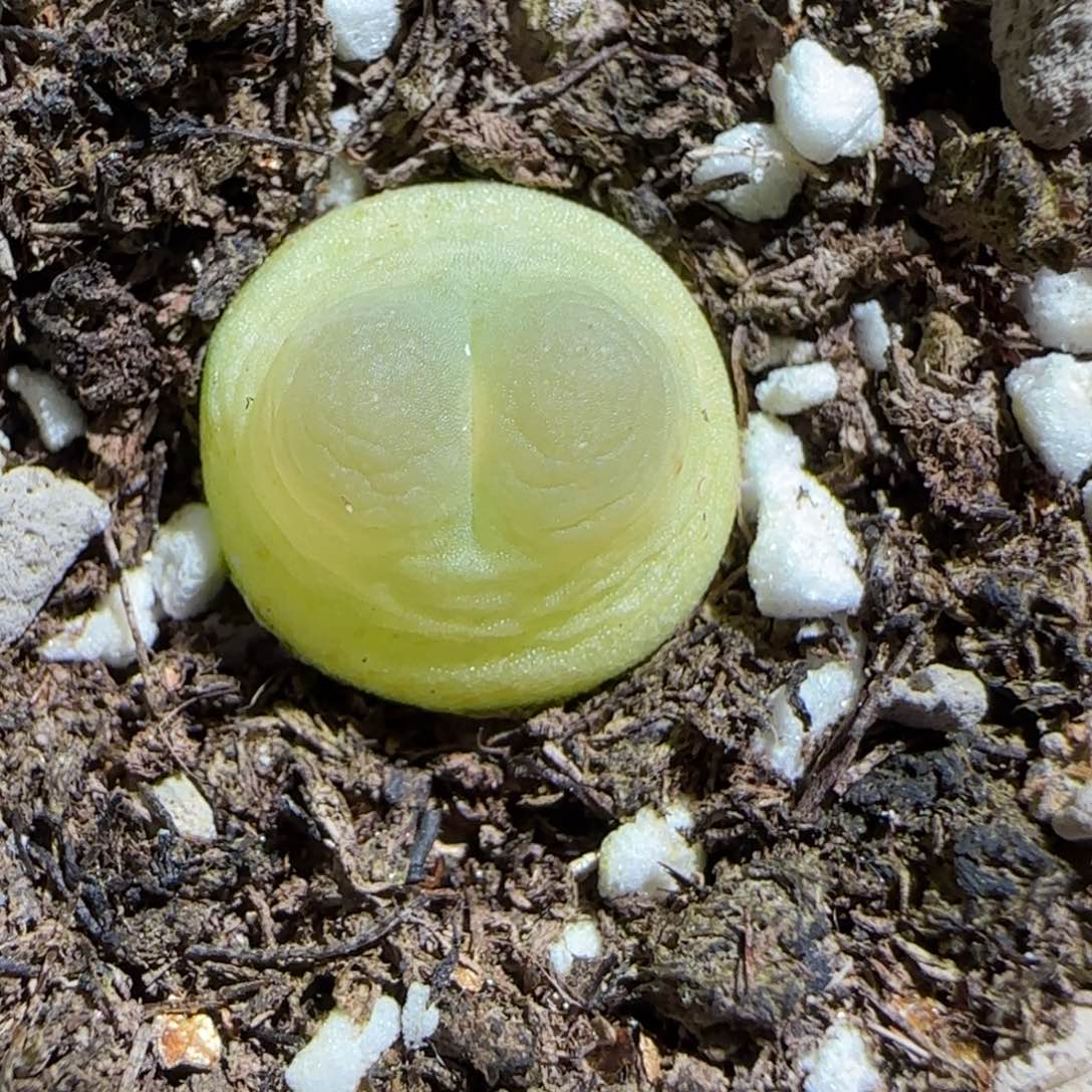 肉锥多肉植物组合-sh1200拉登141