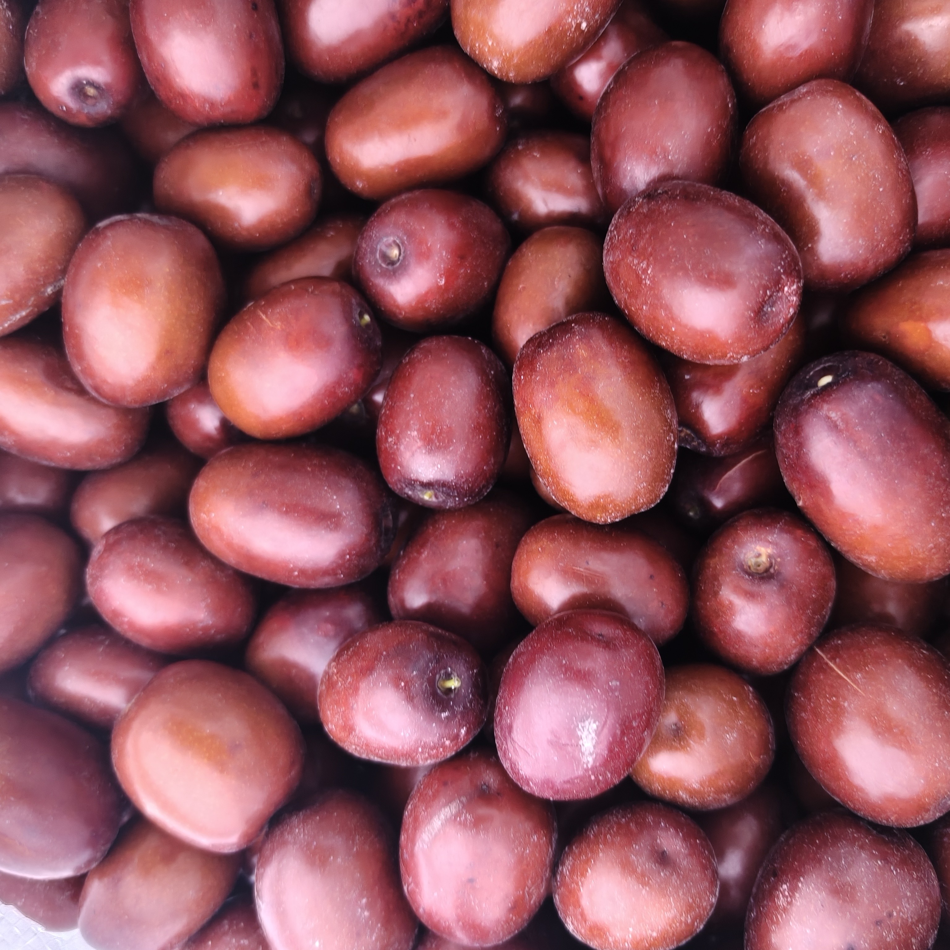 陕北佳县黄河滩枣干枣