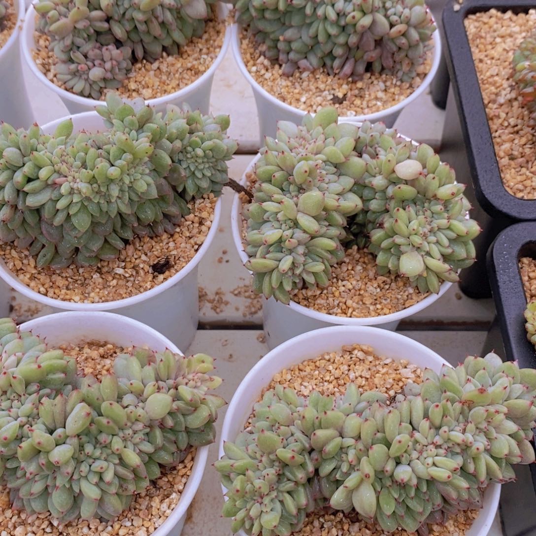 量拍42号 精品母本胖丁缀化一个