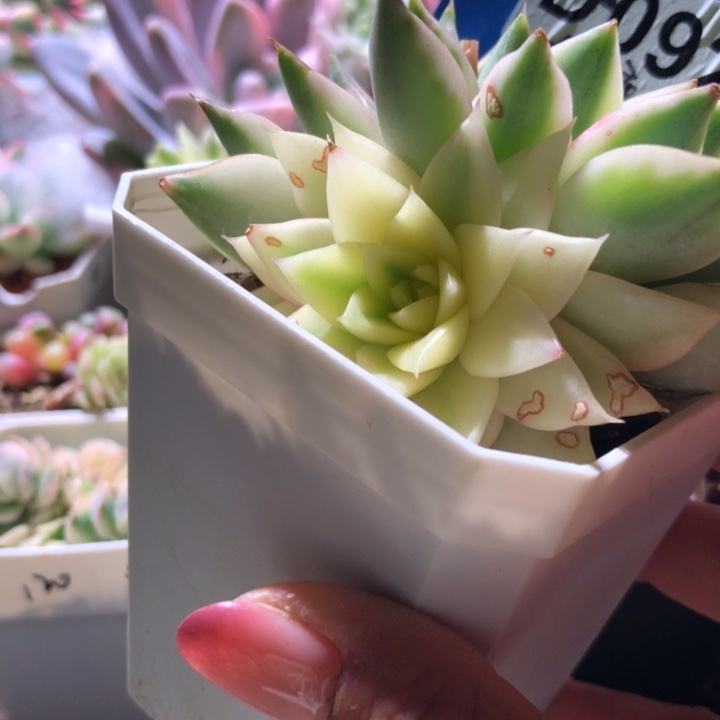 大合风宽覆轮锦有根