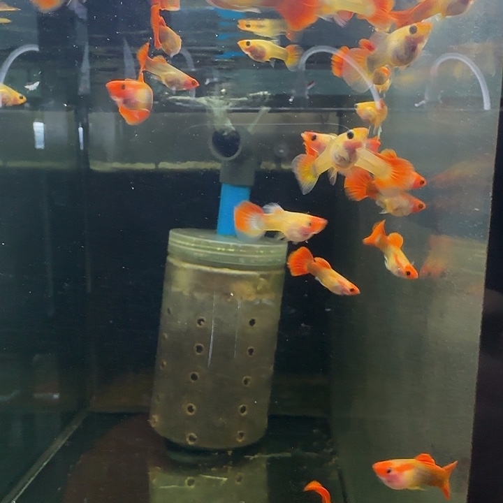 孔雀鱼深海蓝玻璃猫两对