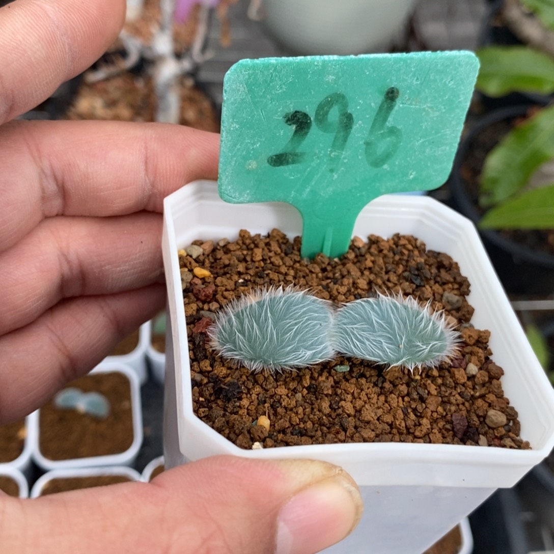 毛叶石蒜多肉植物