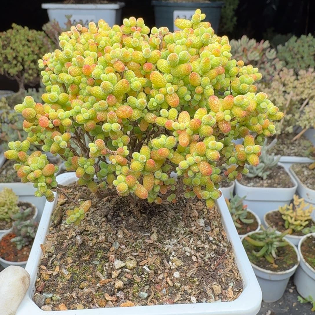 A229精控金桔糖球