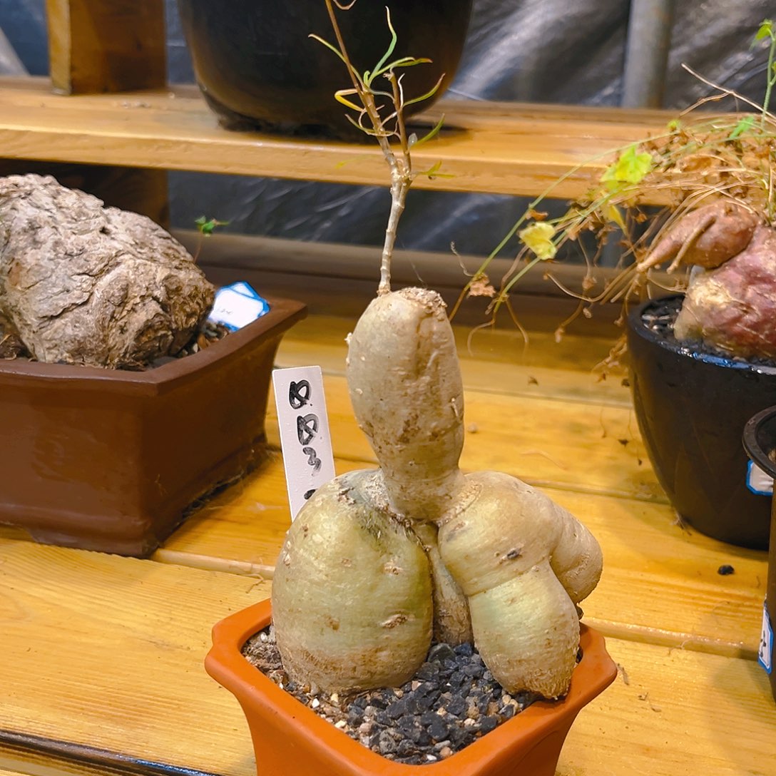 QQ37柳叶麒麟，chao liu zhi wu