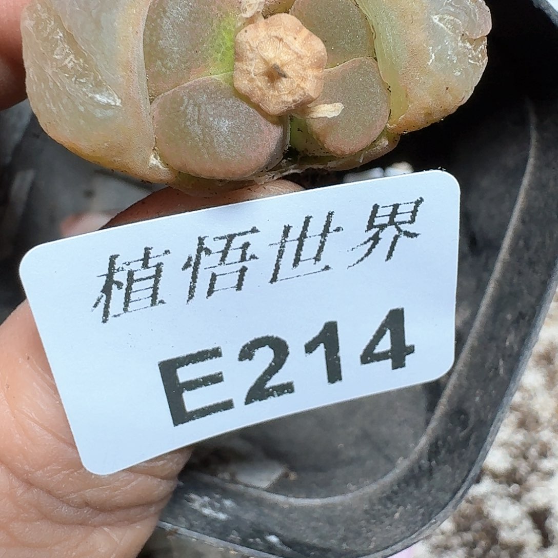 214号多肉植物哇cv