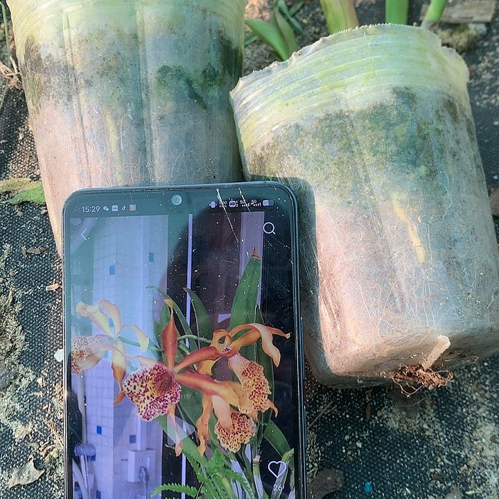 完全开放法国狐狸大小4苗