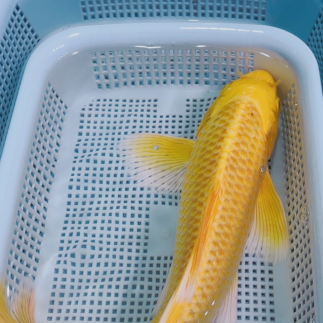 锦鲤锦鲤冷水观赏鱼