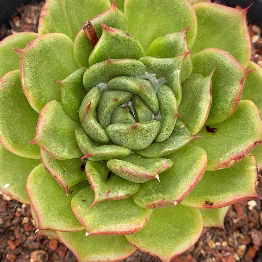 代***～无花朵东云系多肉植物