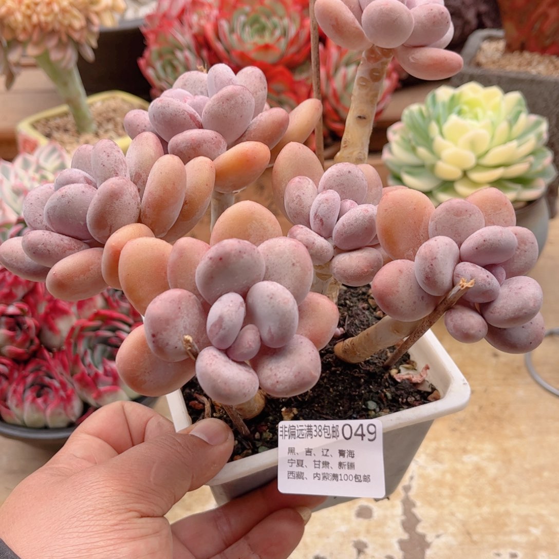 049大叶奶德华多肉