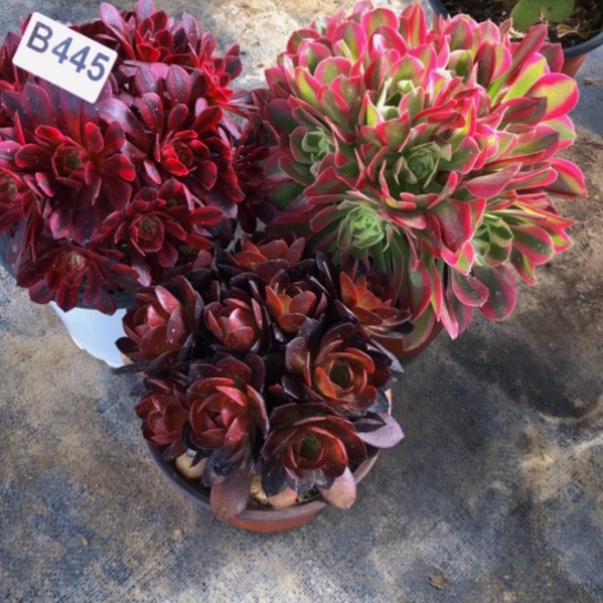 程*芳多肉植物组合445