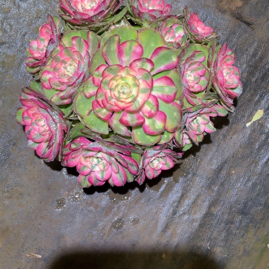 云南多肉植物荔枝