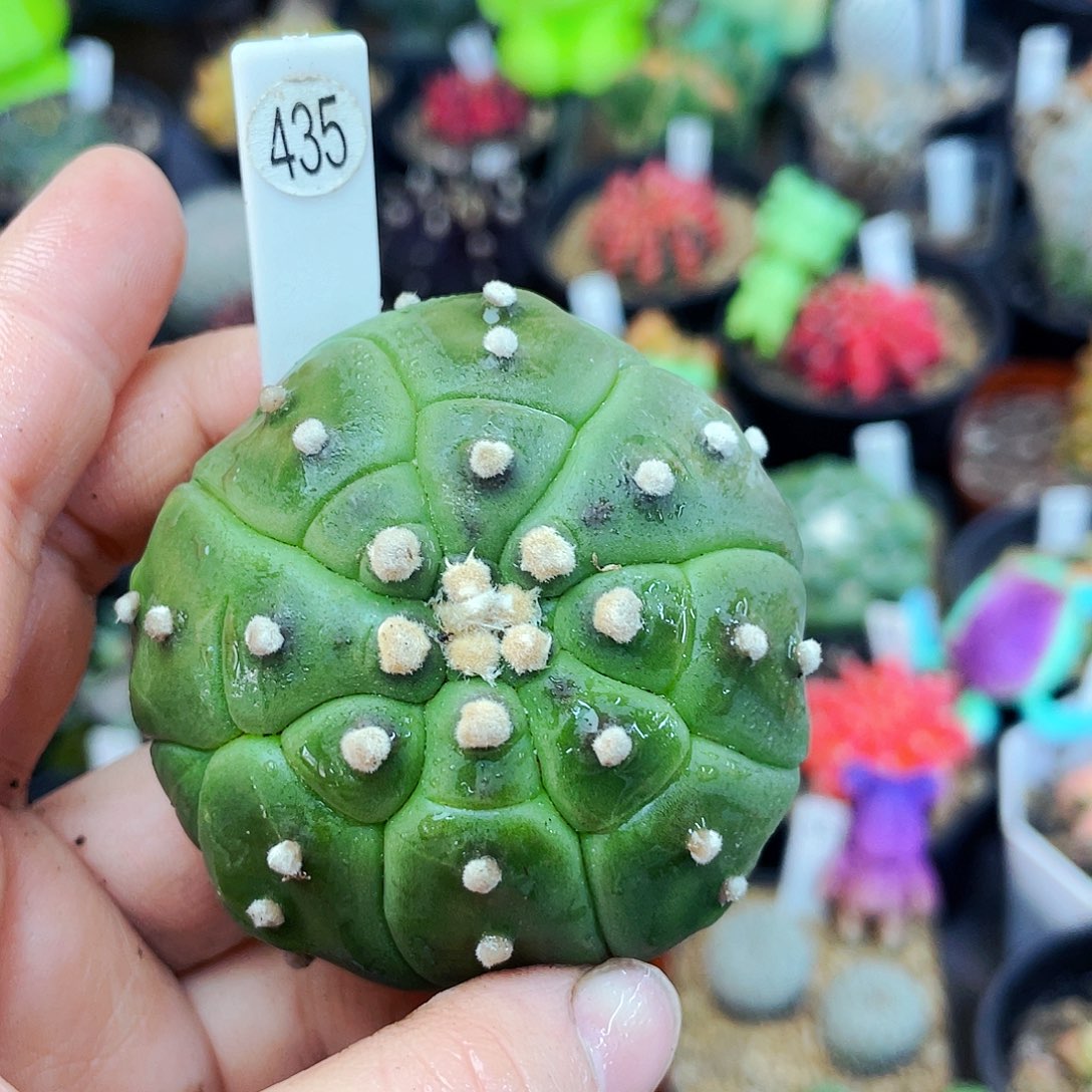 非偏远地区满25包邮仙人球