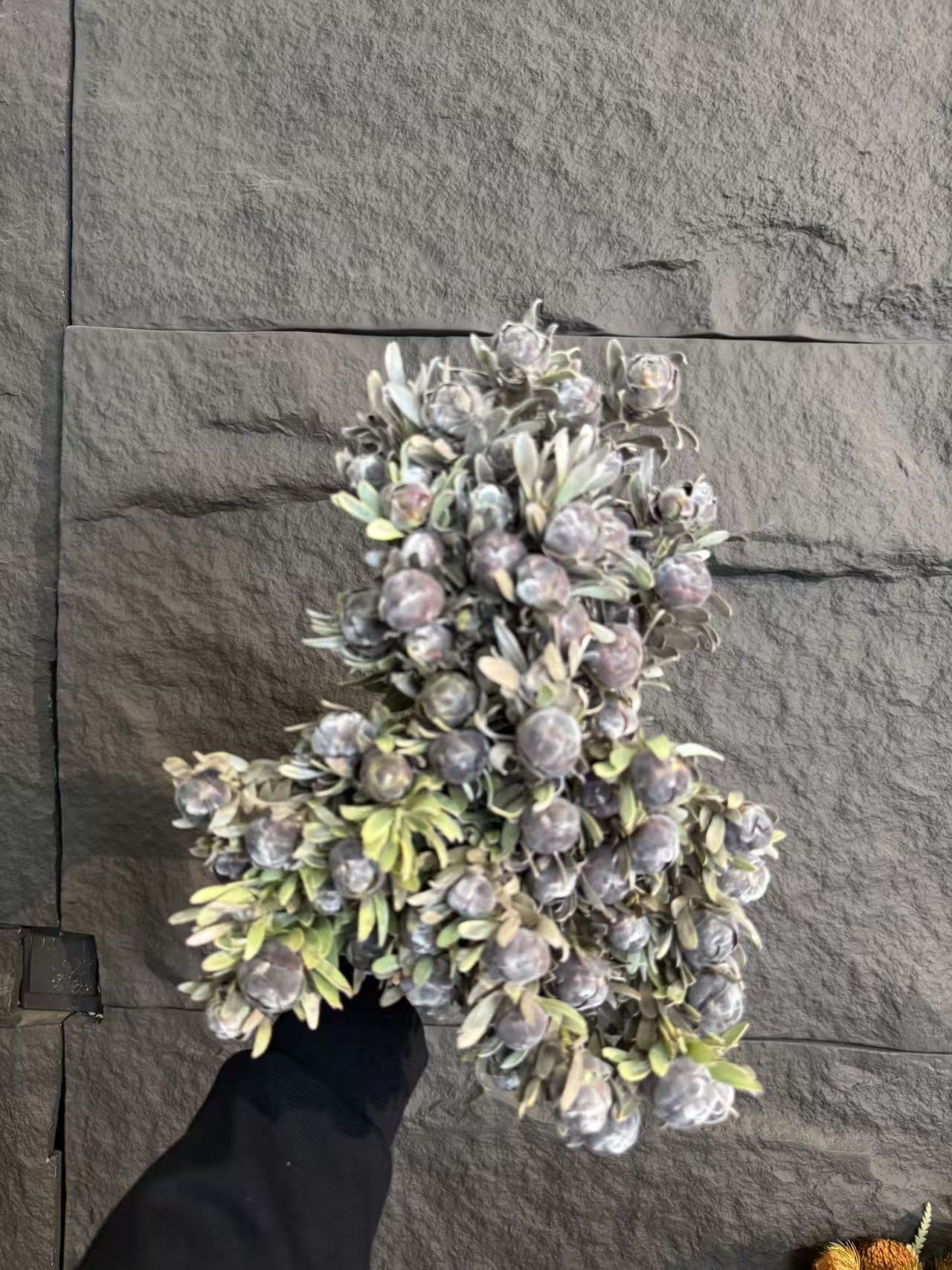 【七礼夫人】南非进口 帕布哩斯  进口花材/可做干花/