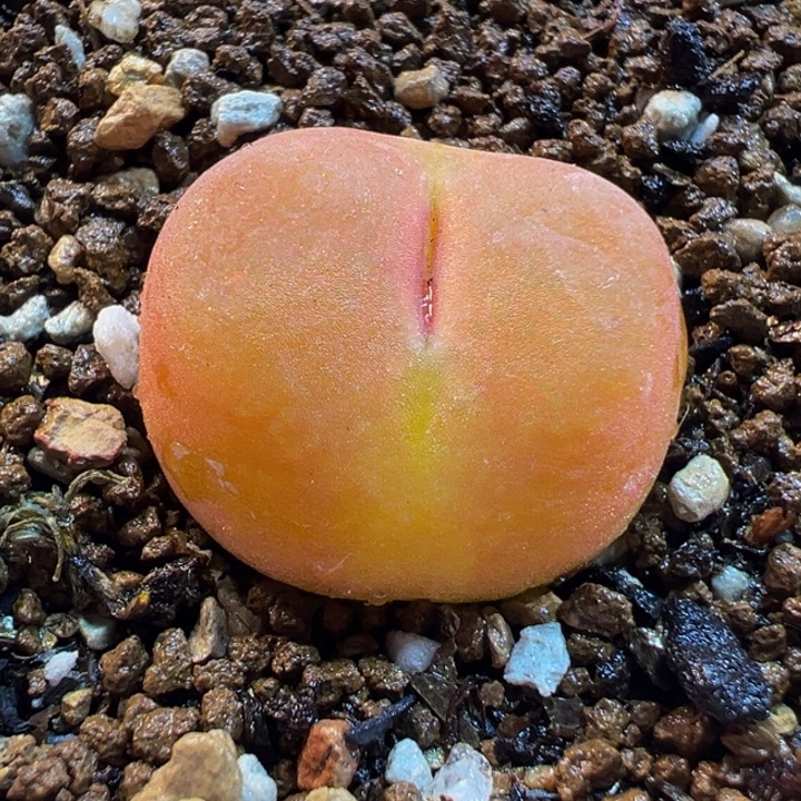 4521多肉植物种类多样