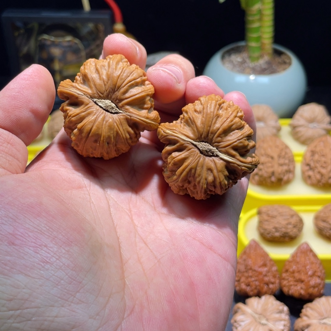 把件文玩核桃41全品卡姿兰正肚白狮子