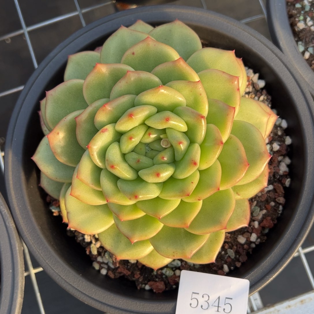 纵*5345肉肉肉肉肉肉肉肉肉肉肉肉