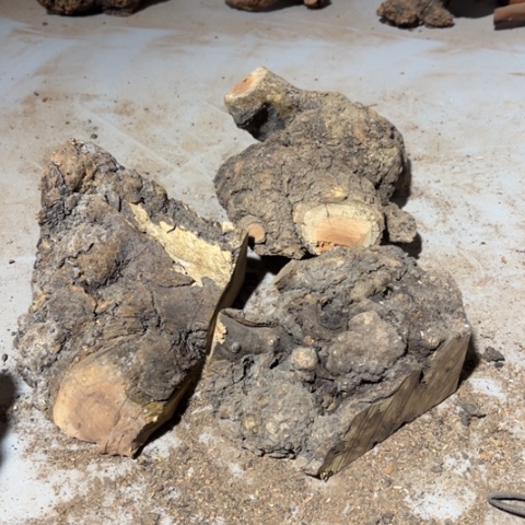 月***。大果紫檀（缅甸花梨）