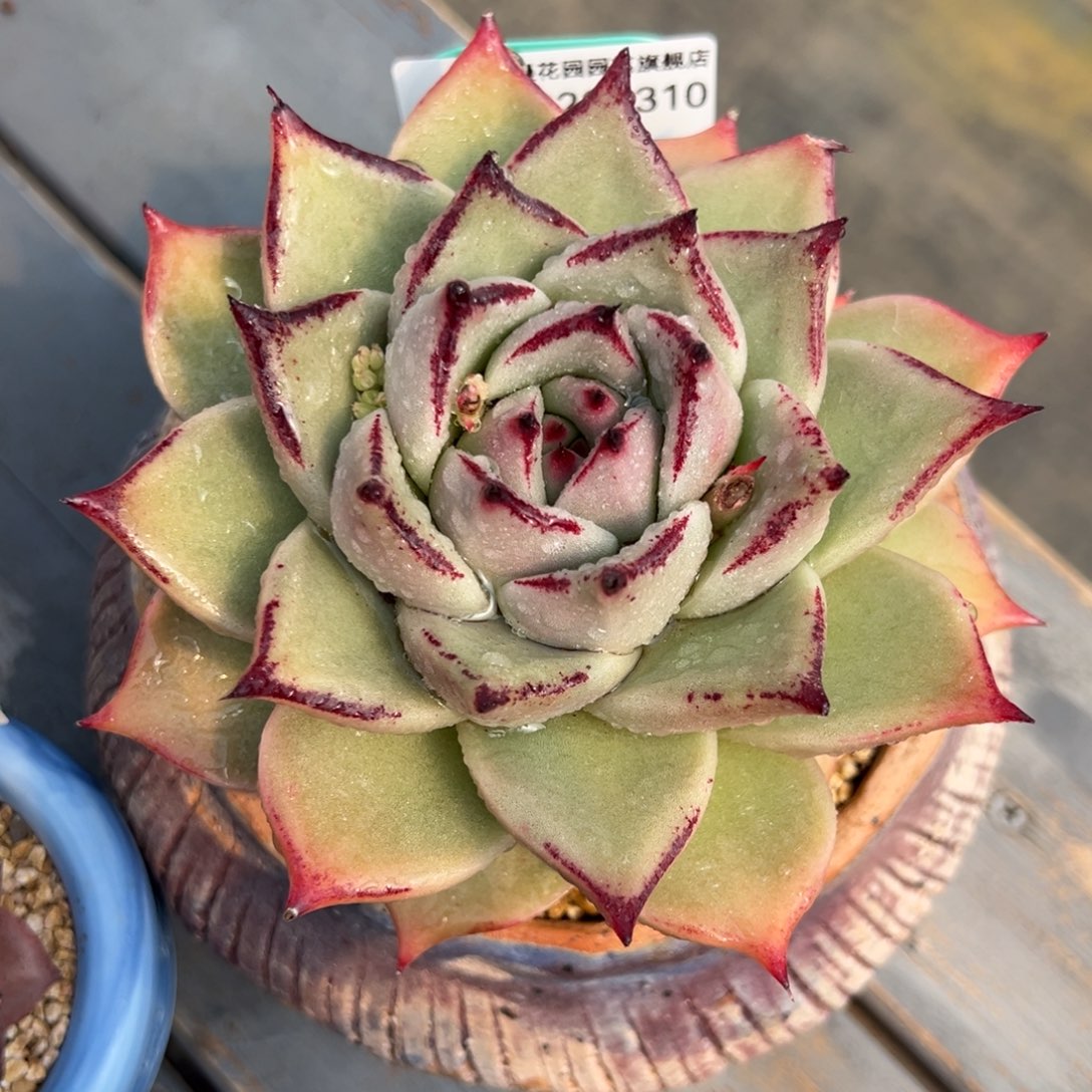 从前慢多肉精选编号0222.310