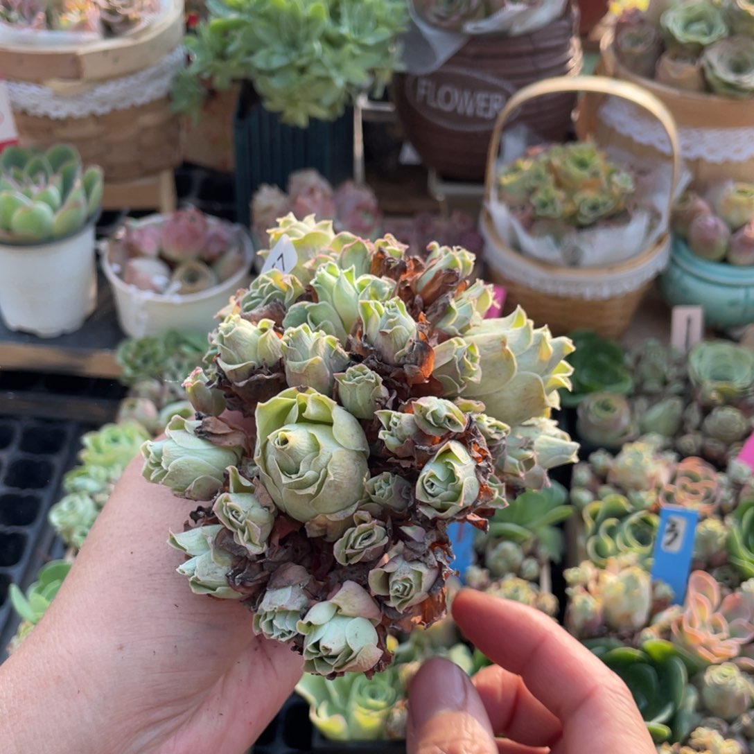 阳***光山地玫瑰多肉植物花卉257