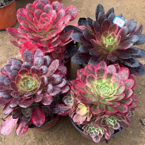 856多肉植物组合