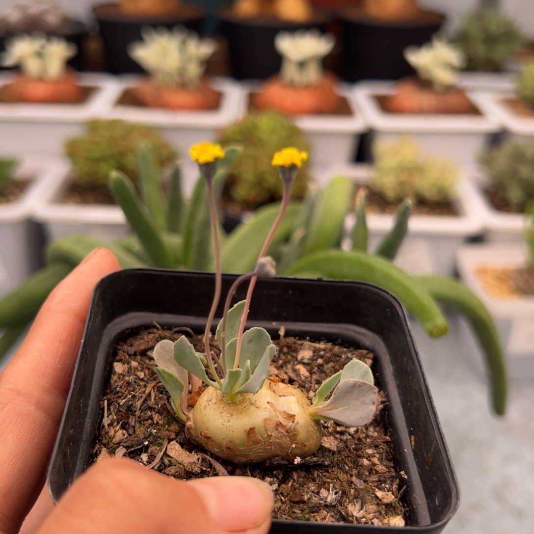 134号格➕厚墩橘3.13多肉