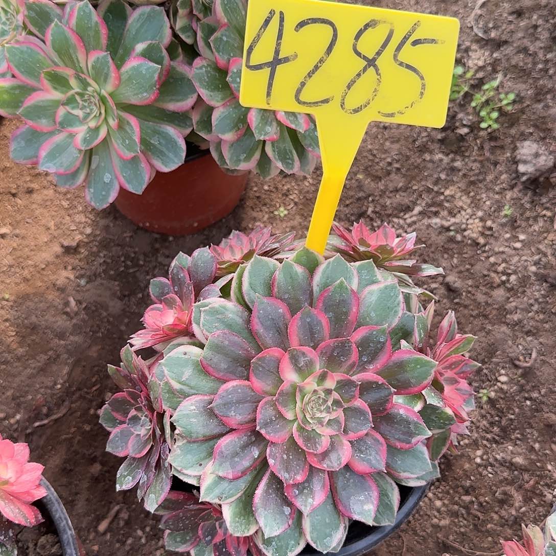 4285---黑魔锦多头