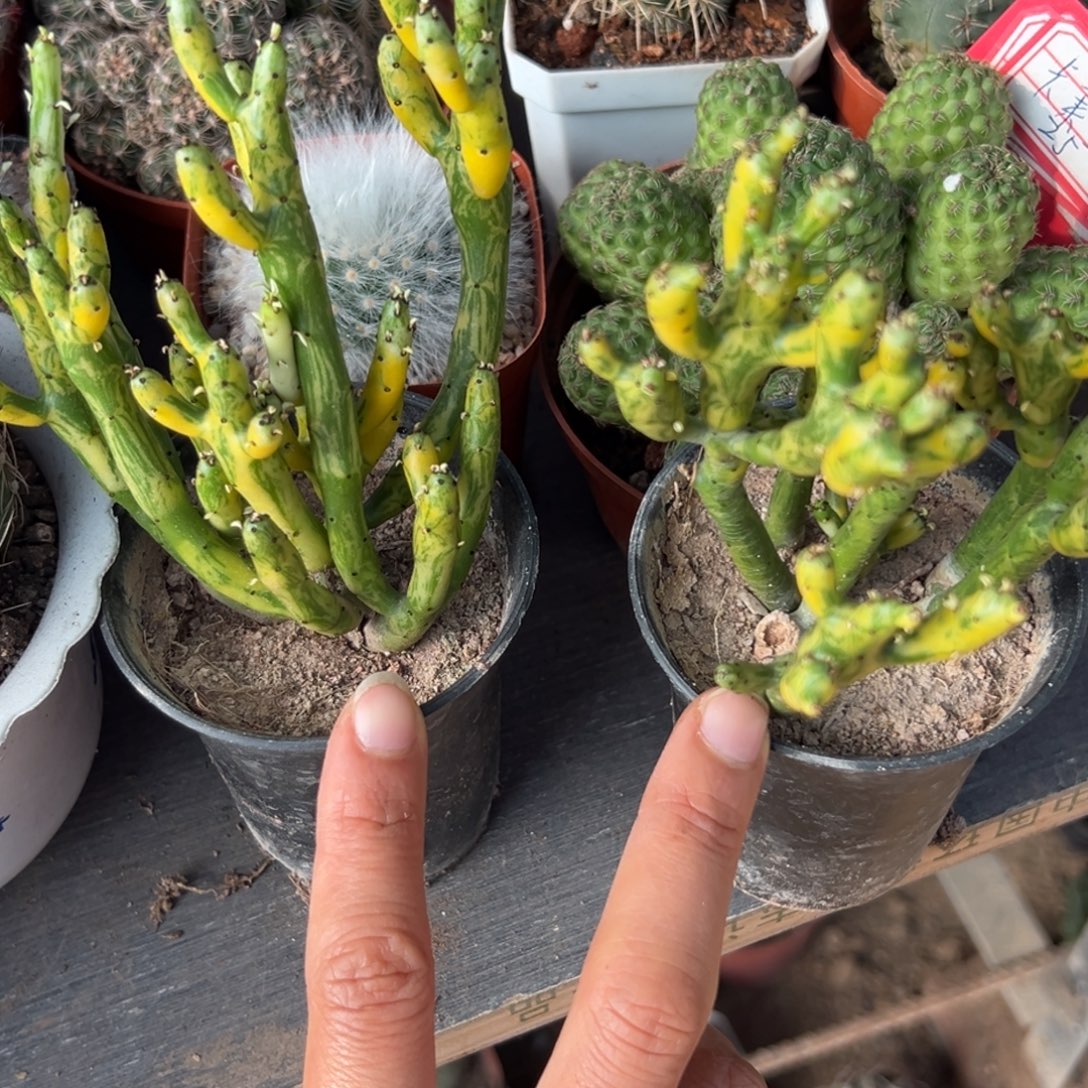 李***住零零落落 零零落落