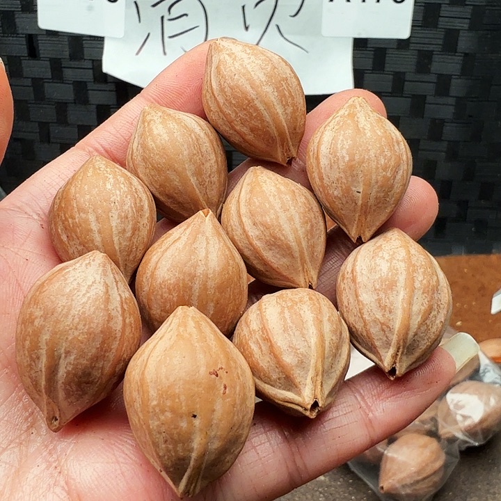 （***4橄榄核手串/手链橄榄