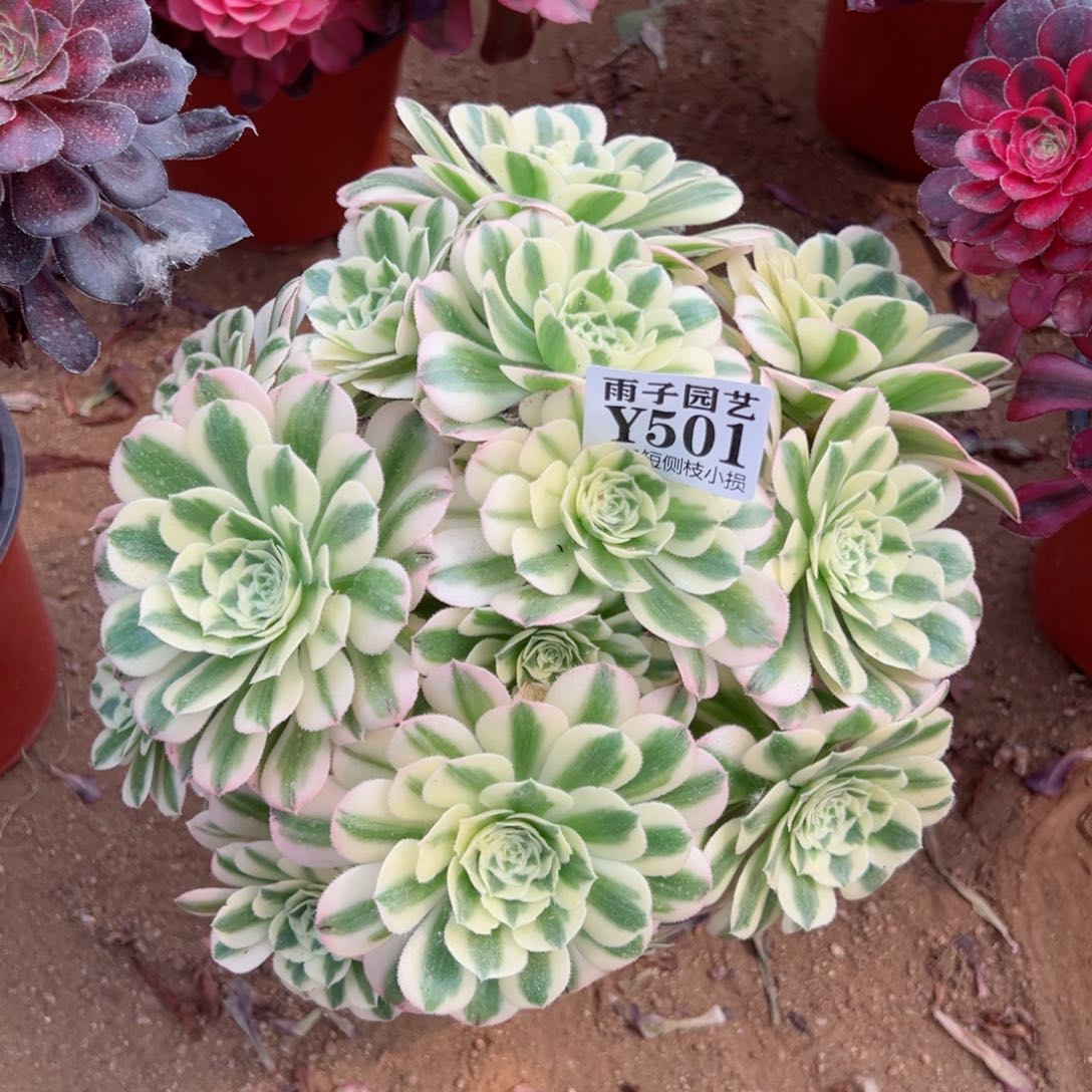 501迈巴赫尺寸20左右