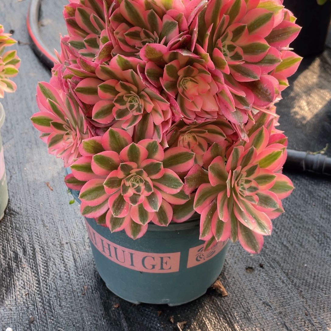 粉女巫老桩手捧115