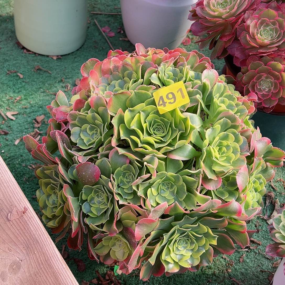 491炫彩法师多肉植物