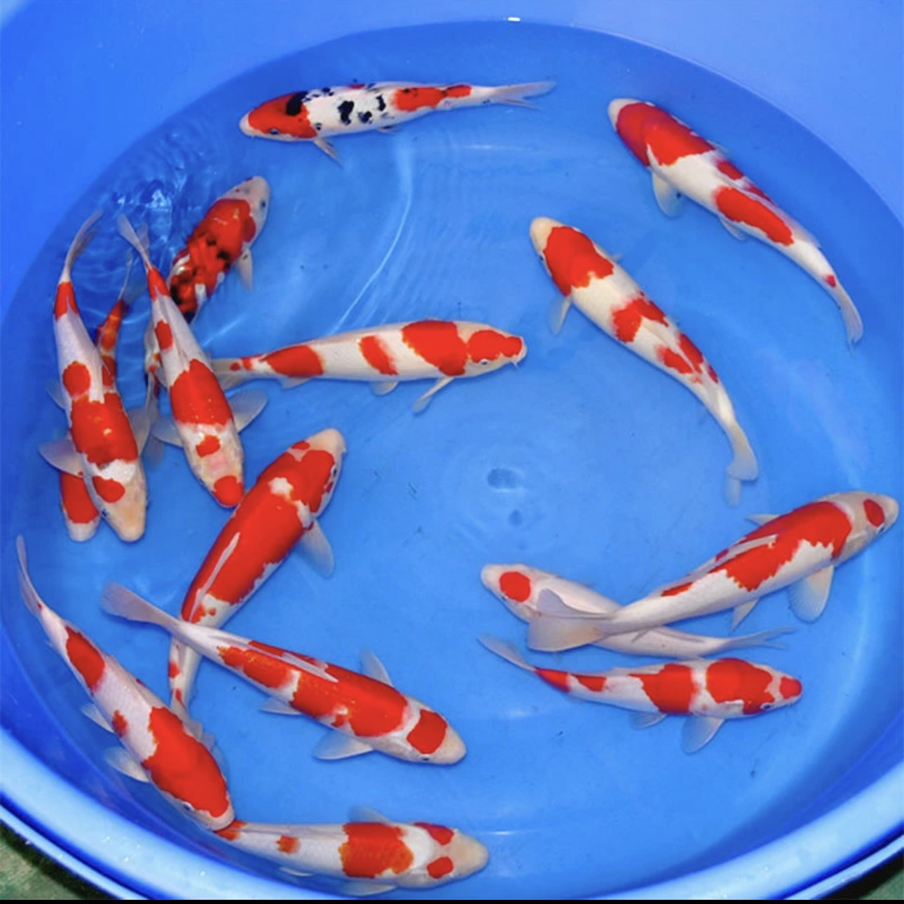 小锦鲤一单一拍（包邮）
