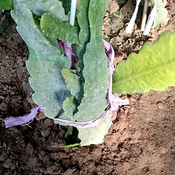 阳**姐令箭何花不二粉