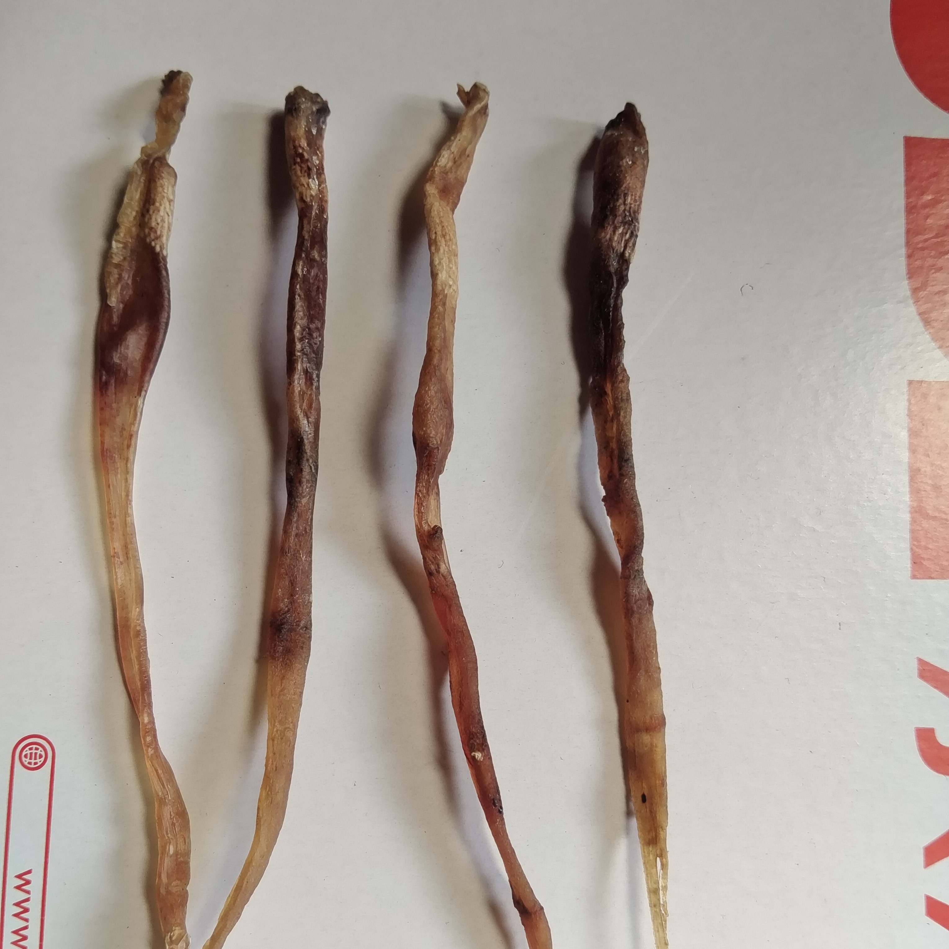 养殖长虫鞭千4根