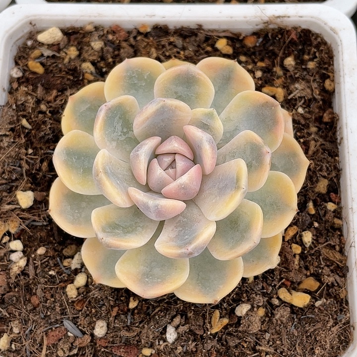 汉堡锦。锦龙一物一拍