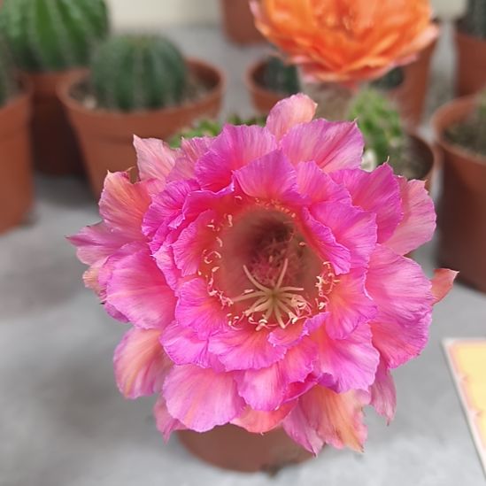 小黑黑010号带盆发(6cm)