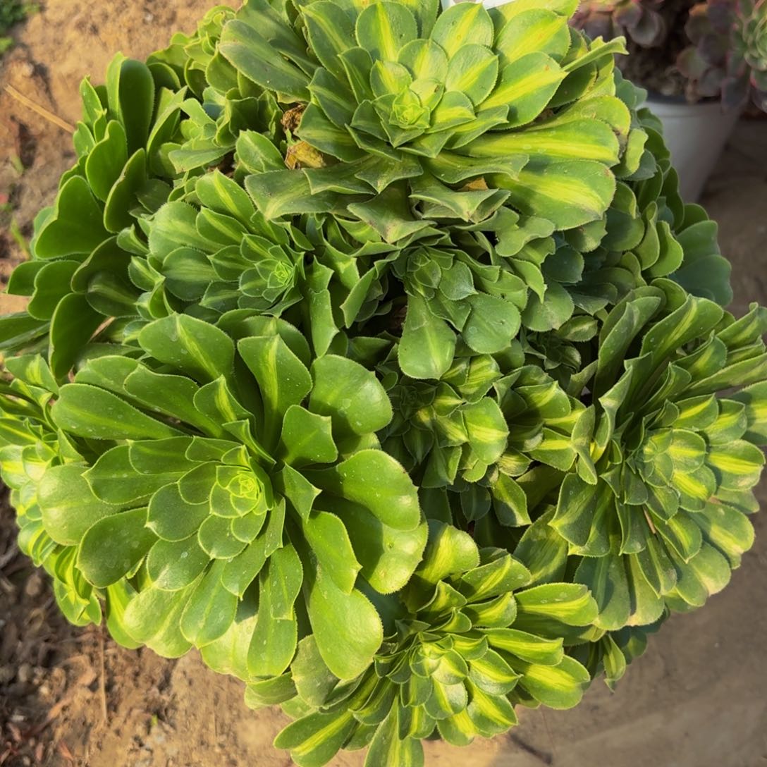 223多肉植物捧花的时候