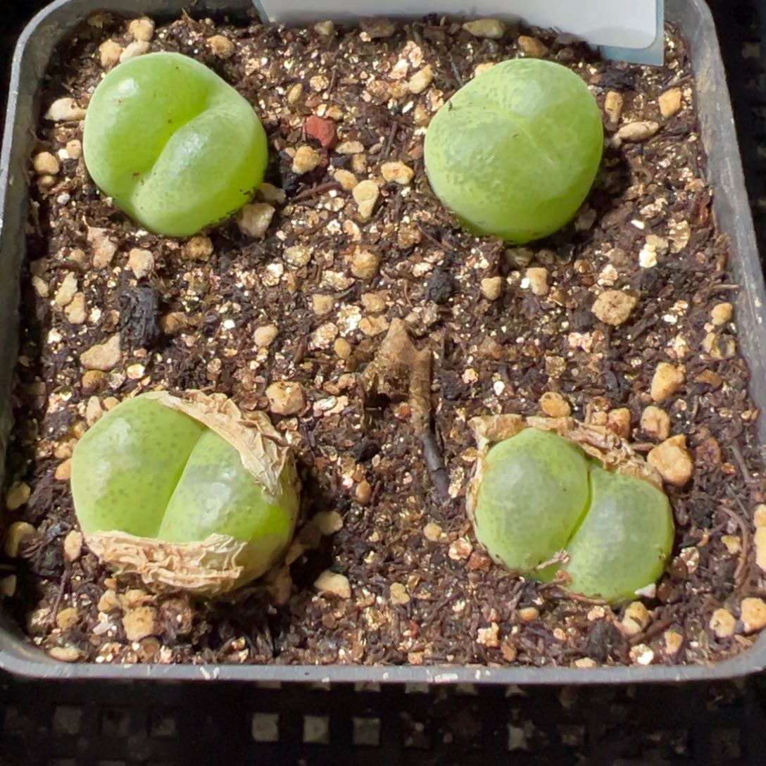 25-120翠光玉多肉植物，